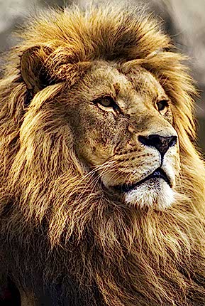 Aslan