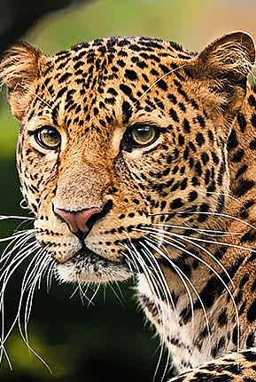 Leopar