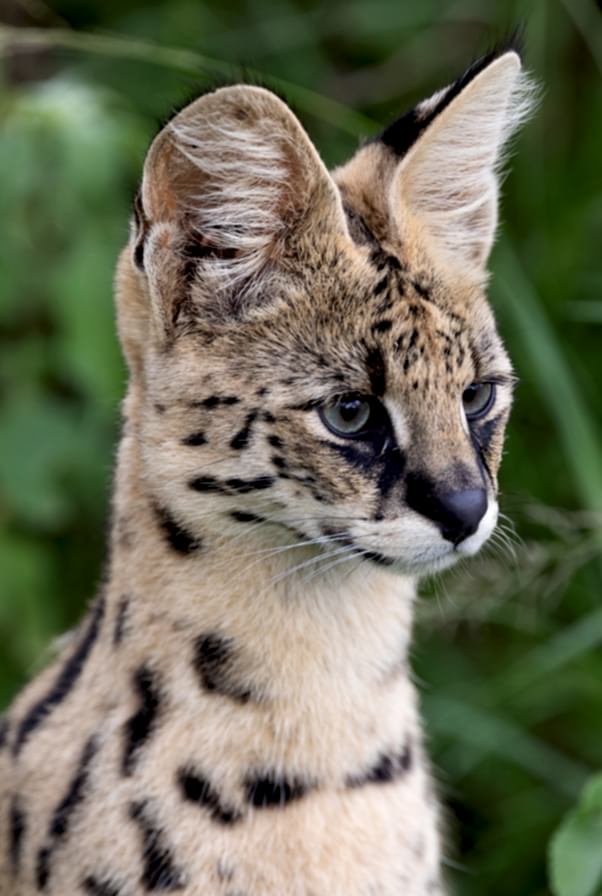 Serval