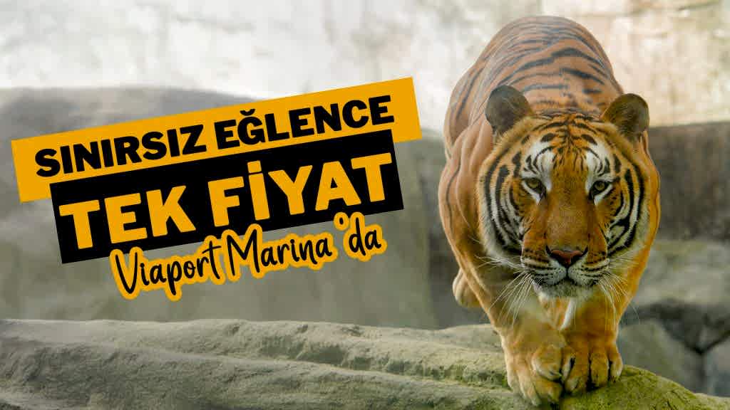 Aslan Park Online Kampanya